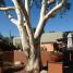 kevin osborn project tucson arizona myers landscape 004